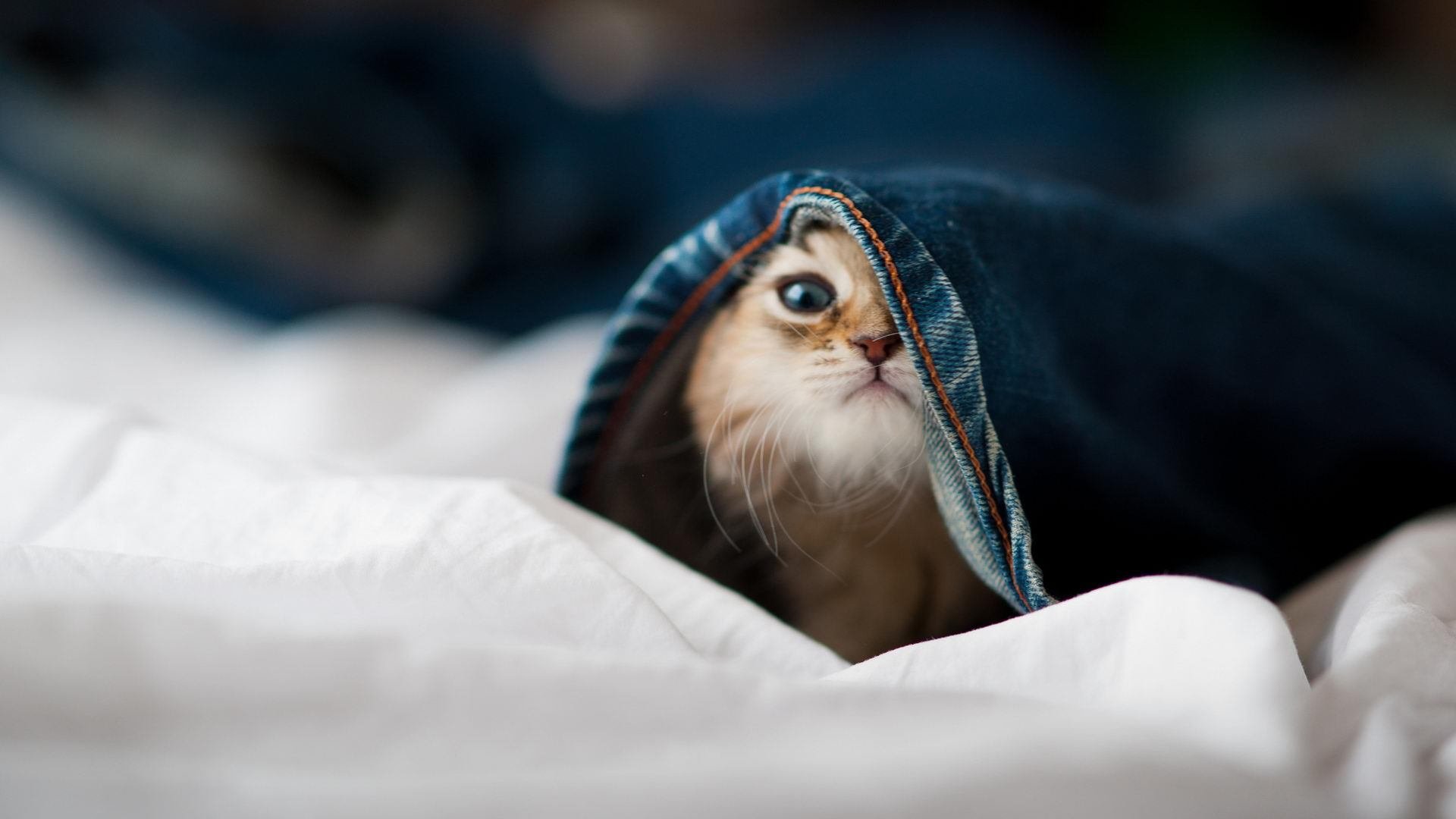 开云ky官网-外教执教风格为何难与本土球员融合,外教员是什么