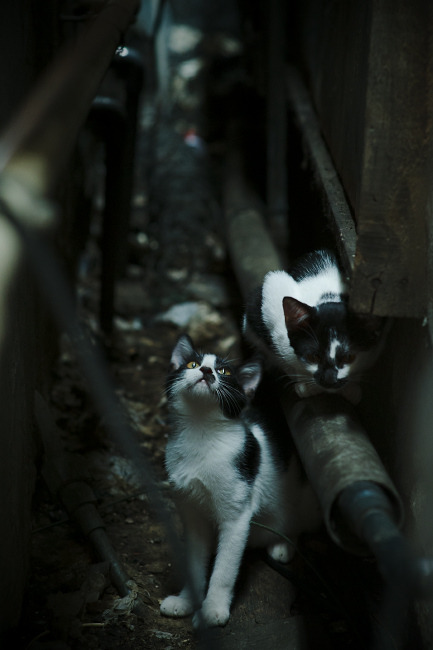 开云官方网-中超球迷文化展开展现城市特色与足球融合,中超足球俱乐部风格