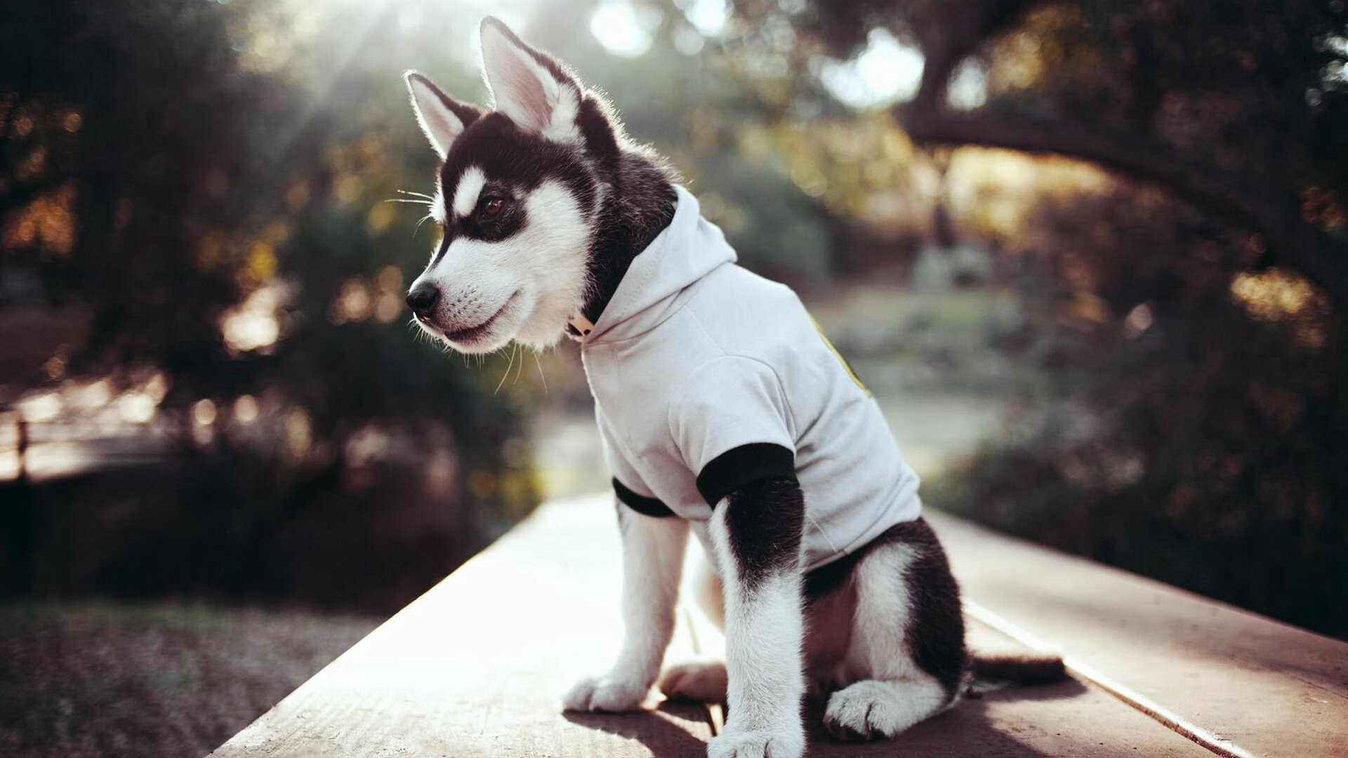 开云体育在线官网-威尔士政府加大对橄榄球的投入和支持,威尔士政府加大对橄榄球的投入和支持力度