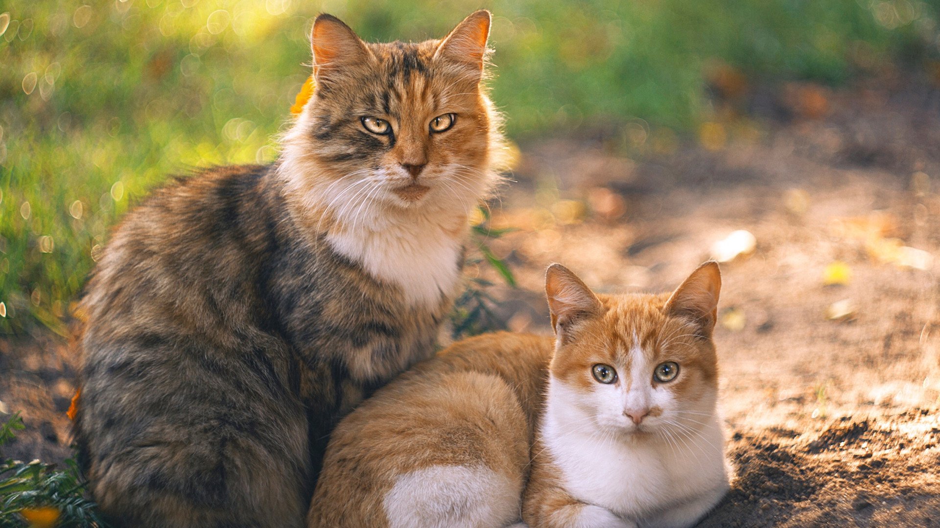 开云体育链接-巴西队在南美预赛中保持领先,晋级几乎无忧